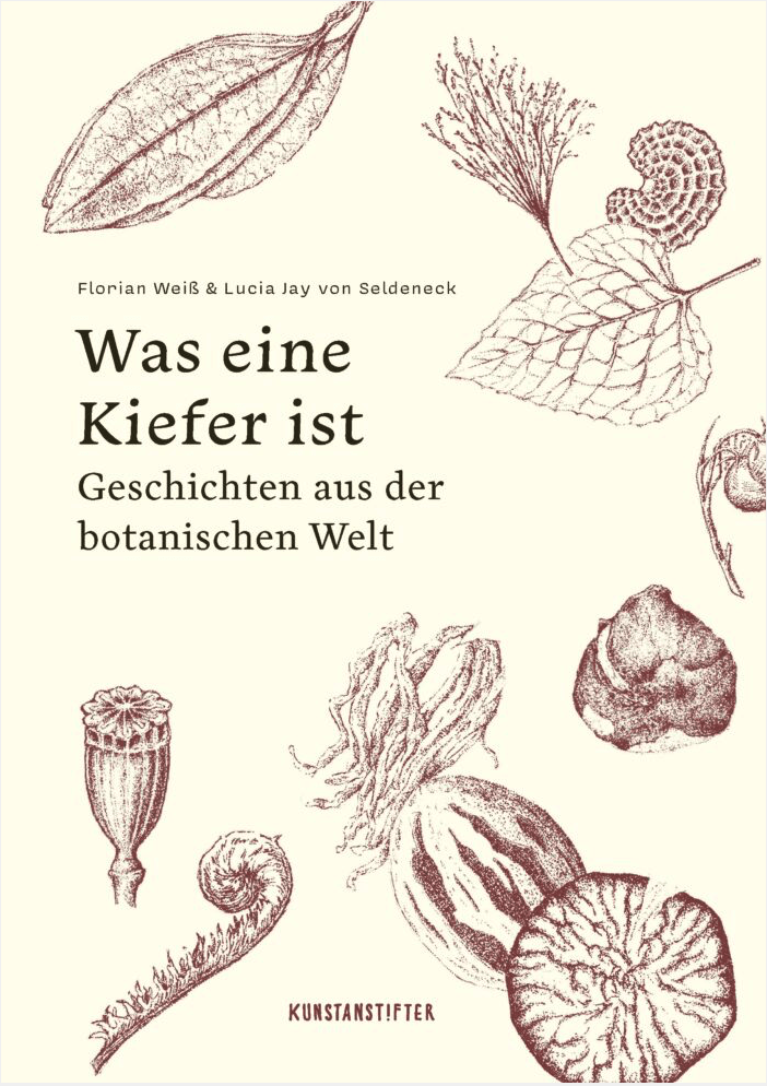 Was eine Kiefer ist