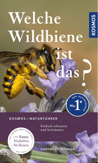 Welche Wildbiene ist das?