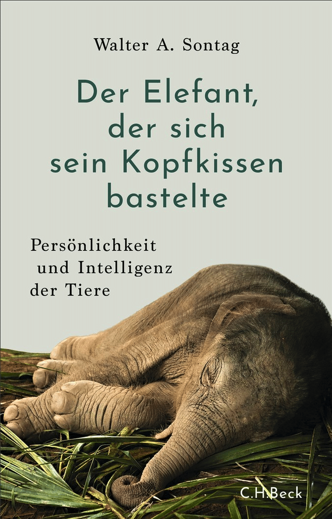 Der Elefant, der sich sein Kopfkissen bastelte